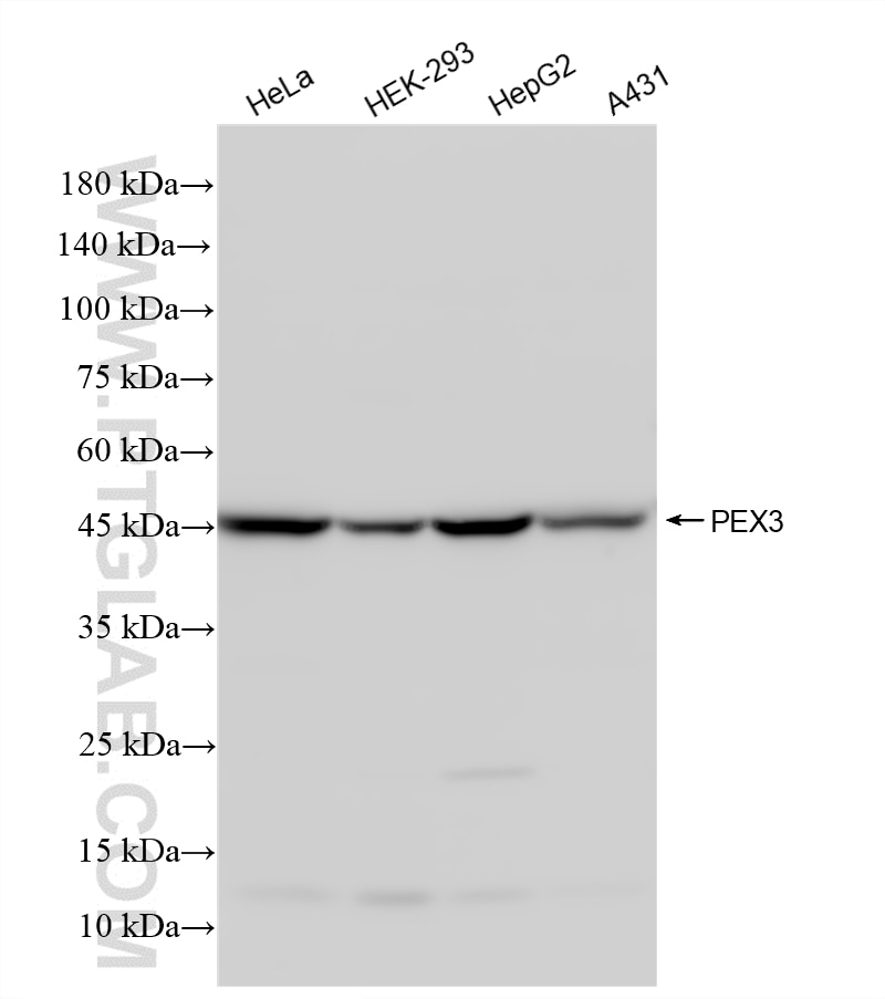 Various lysates were subjected to SDS PAGE followed by western blot with 86594-1-RR (PEX3 antibody) at dilution of 1:5000 incubated at room temperature for 1.5 hours. Western Blot (WB) analysis of various lysates using PEX3 Recombinant antibody (86594-1-RR)