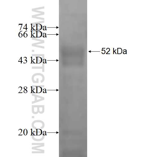 PEX3 fusion protein Ag1384 SDS-PAGE