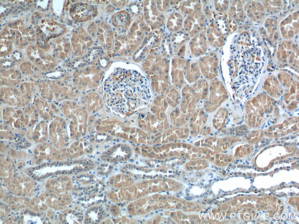 IHC staining of human kidney using 12545-1-AP