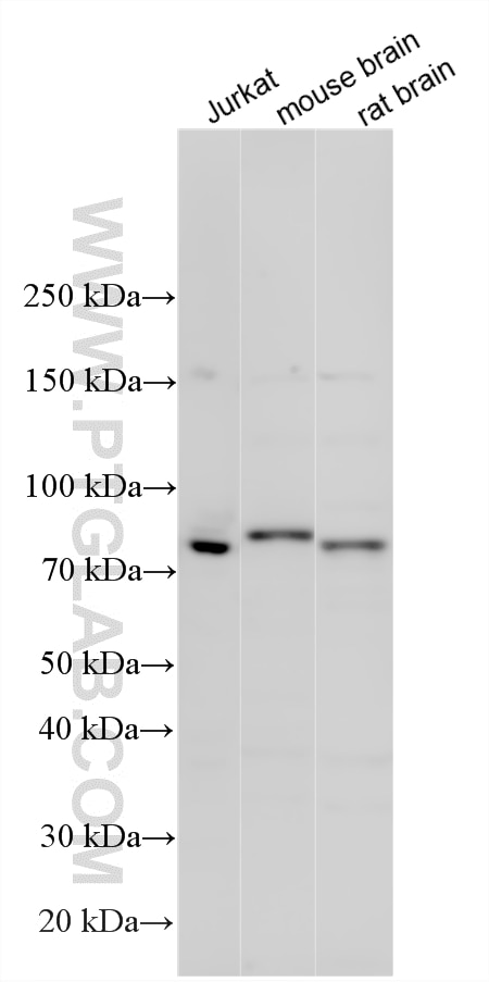 Western Blot (WB) analysis of various lysates using PEX5 Polyclonal antibody (12545-1-AP)