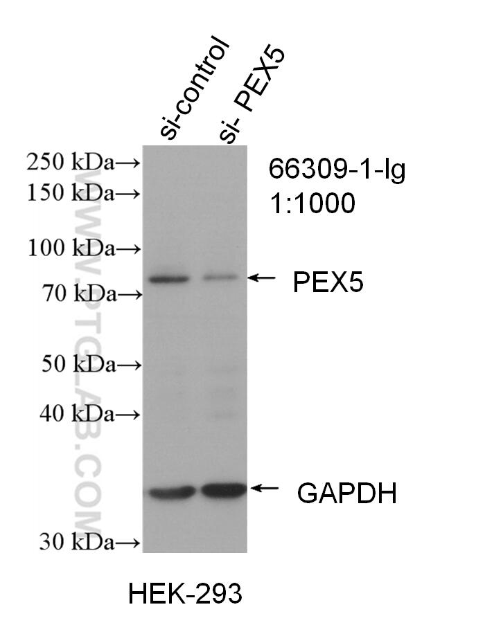 Western Blot (WB) analysis of HEK-293 cells using PEX5 Monoclonal antibody (66309-1-Ig)
