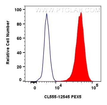Flow cytometry (FC) experiment of HeLa cells using CoraLite®555-conjugated PEX5 Polyclonal antibody (CL555-12545)