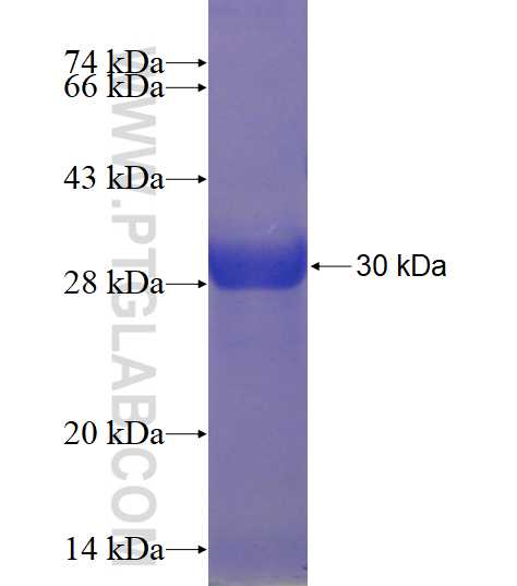 PEX5 fusion protein Ag3268 SDS-PAGE