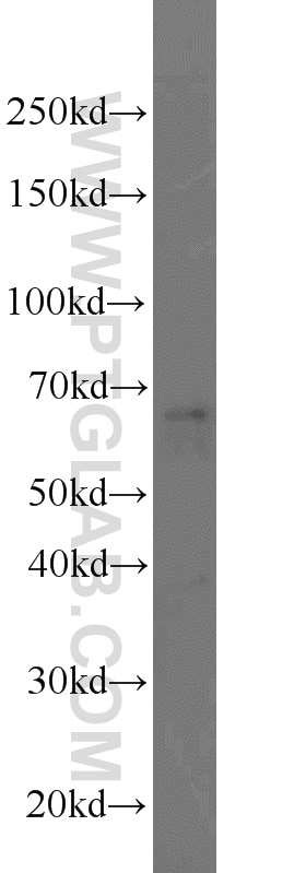 Western Blot (WB) analysis of rat brain tissue using PEX5L Polyclonal antibody (13084-1-AP)