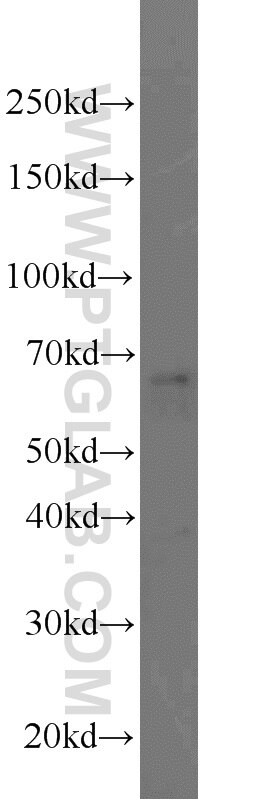 Western Blot (WB) analysis of rat brain tissue using PEX5L Polyclonal antibody (13084-1-AP)