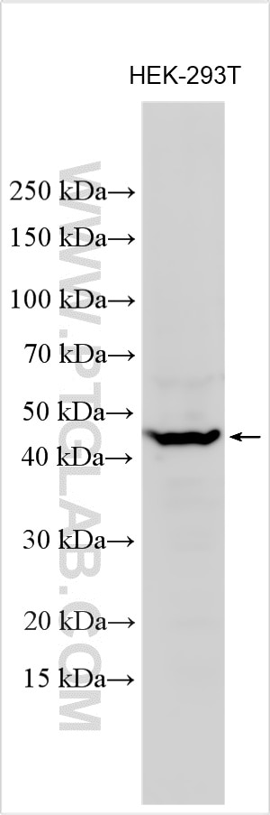 Western Blot (WB) analysis of various lysates using PEX7 Polyclonal antibody (20614-1-AP)
