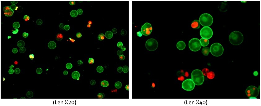 Green: Staining with CL488-Annexin V for apooptotic cells or early apoptotic cells;<br>Red: Staining with PI for dead cells;<br>Yellow: double staining with CL488-Annexin V and PI for necrotic cell or late apoptotic cells.