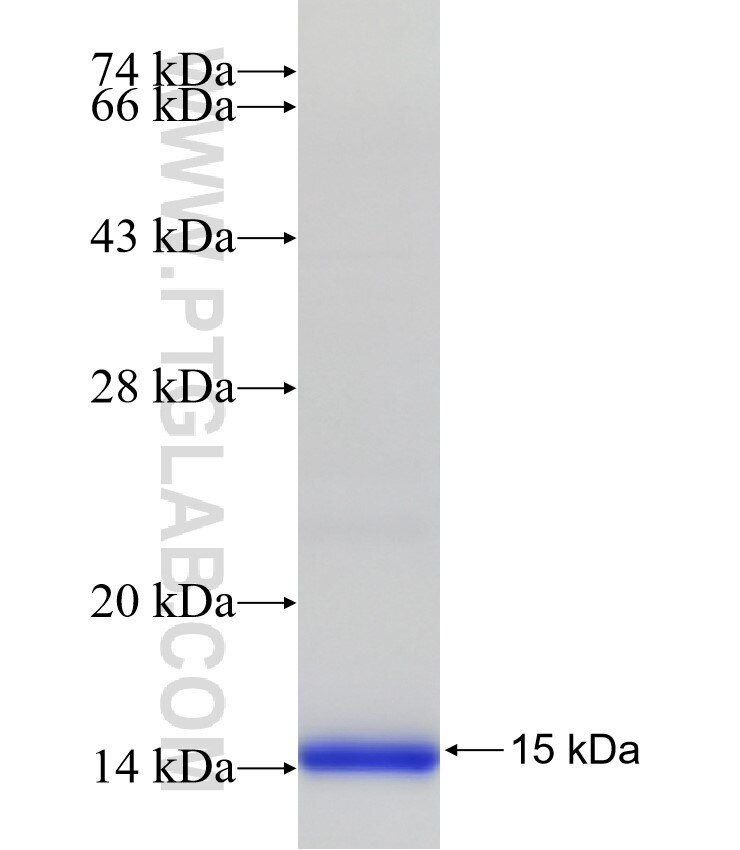 PF4 fusion protein Ag32971 SDS-PAGE