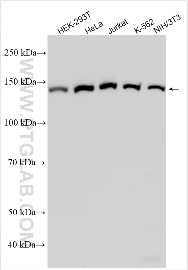 Western Blot (WB) analysis of various lysates using PFAS Polyclonal antibody (24716-1-AP)