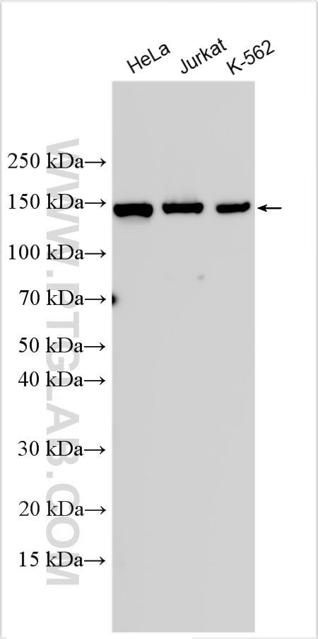 Various lysates were subjected to SDS PAGE followed by western blot with 24716-1-AP (PFAS antibody) at dilution of 1:8000 incubated at room temperature for 1.5 hours. Western Blot (WB) analysis of various lysates using PFAS Polyclonal antibody (24716-1-AP)