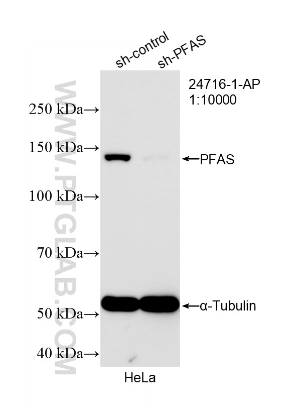 Western Blot (WB) analysis of HeLa cells using PFAS Polyclonal antibody (24716-1-AP)