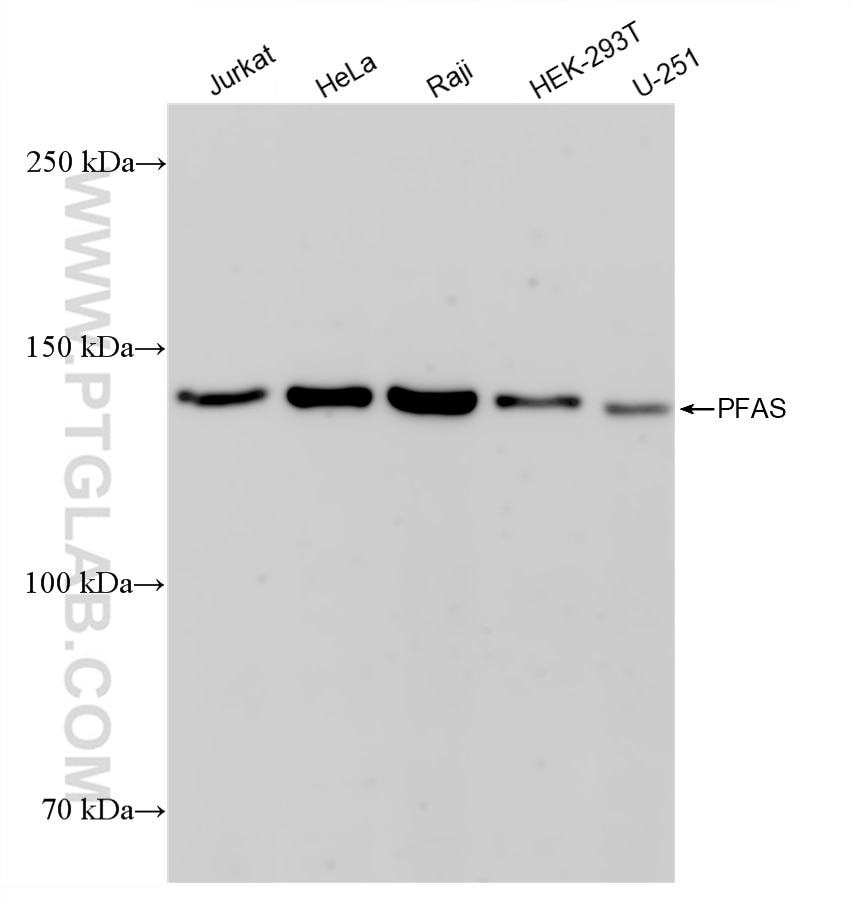 Western Blot (WB) analysis of various lysates using PFAS Recombinant antibody (83074-2-RR)
