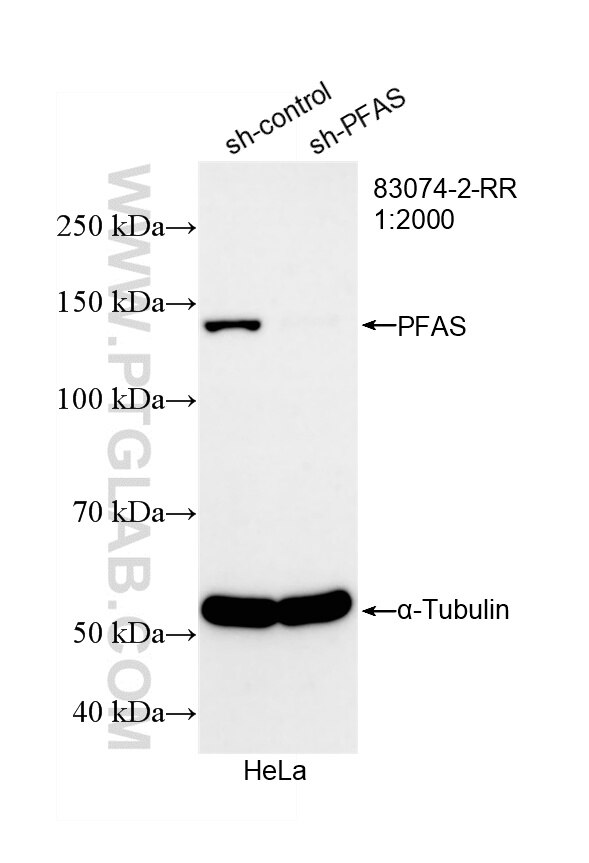Western Blot (WB) analysis of HeLa cells using PFAS Recombinant antibody (83074-2-RR)