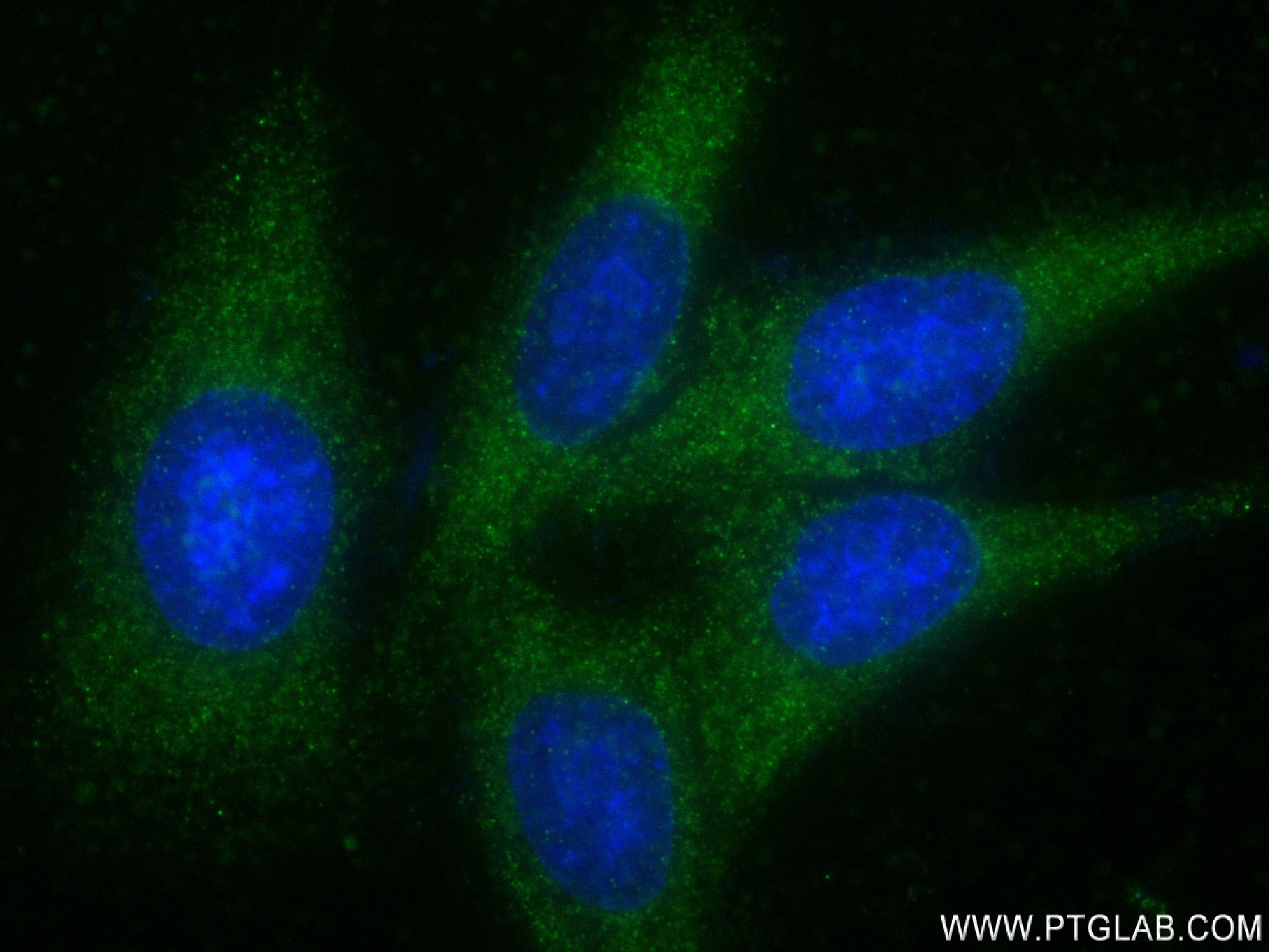 Immunofluorescence (IF) / fluorescent staining of HepG2 cells using PFAS Recombinant antibody (83074-3-RR)