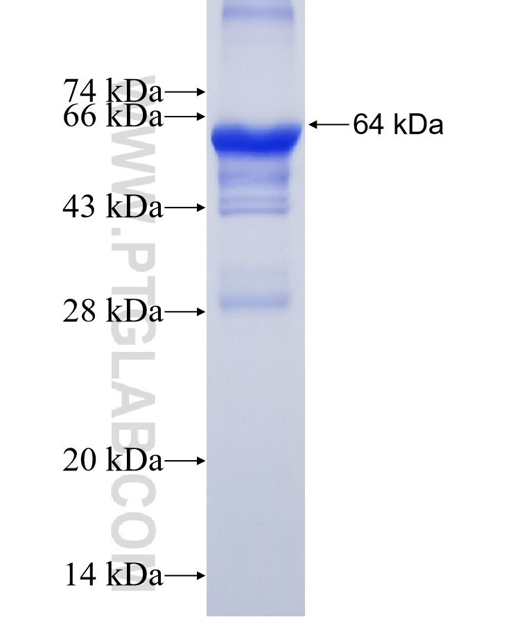 PFAS fusion protein Ag20162 SDS-PAGE