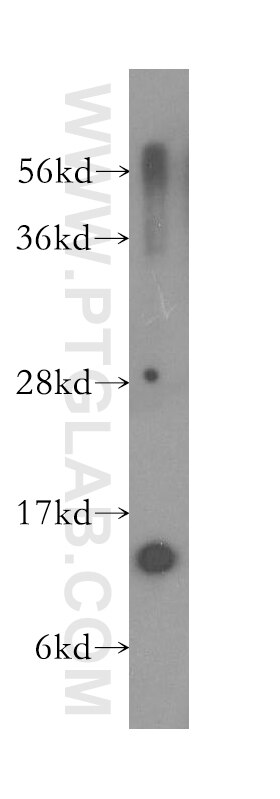 PFDN1