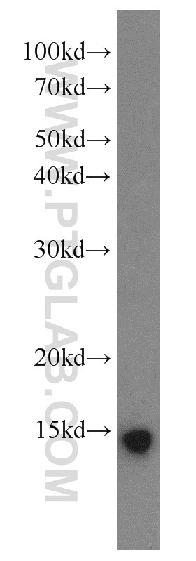 Western Blot (WB) analysis of human brain tissue using PFDN1 Polyclonal antibody (11033-2-AP)