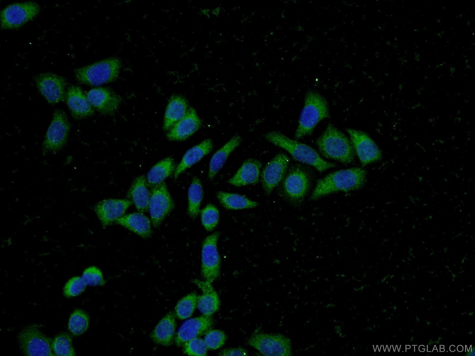 Immunofluorescence (IF) / fluorescent staining of L02 cells using PFDN2 Polyclonal antibody (13053-1-AP)
