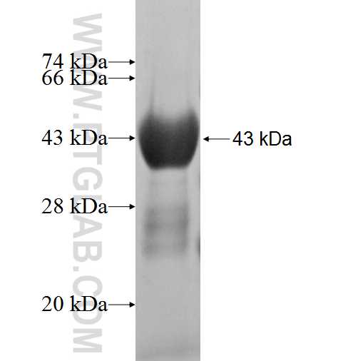PFDN2 fusion protein Ag3720 SDS-PAGE