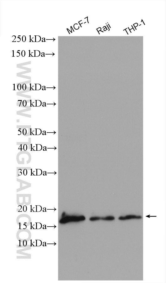 Western Blot (WB) analysis of various lysates using PFDN4 Polyclonal antibody (16045-1-AP)