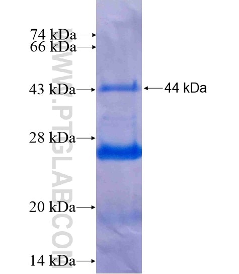 PFDN4 fusion protein Ag8938 SDS-PAGE