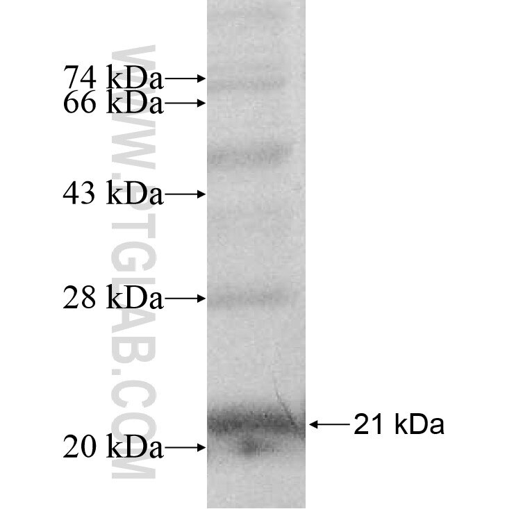 PFDN4 fusion protein Ag9306 SDS-PAGE