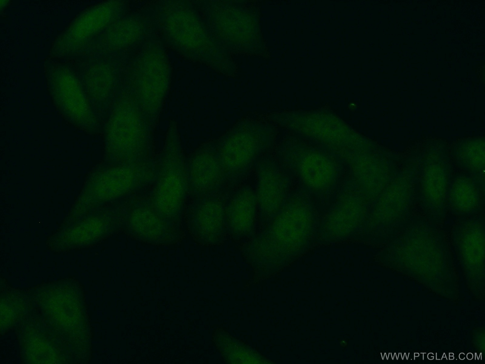 Immunofluorescence (IF) / fluorescent staining of HepG2 cells using PFDN5 Polyclonal antibody (15078-1-AP)