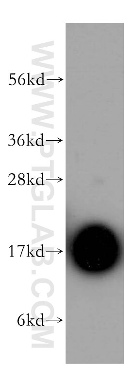 Western Blot (WB) analysis of mouse pancreas tissue using PFDN5 Polyclonal antibody (15078-1-AP)