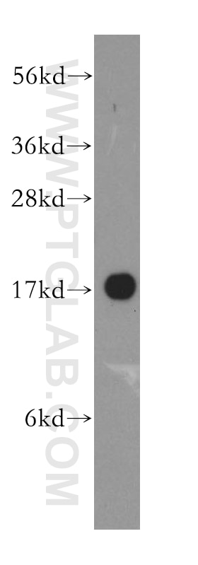 Western Blot (WB) analysis of HepG2 cells using PFDN5 Polyclonal antibody (15078-1-AP)