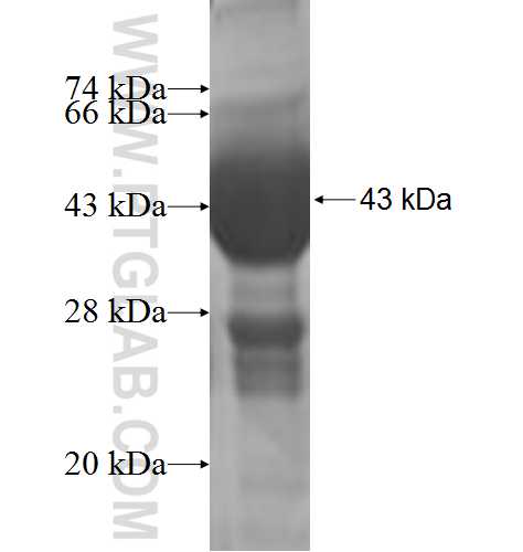 PFDN5 fusion protein Ag7150 SDS-PAGE