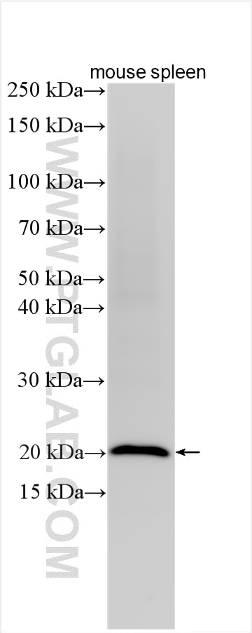 Western Blot (WB) analysis of various lysates using PFDN6 Polyclonal antibody (13580-1-AP)