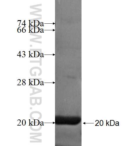 PFDN6 fusion protein Ag4967 SDS-PAGE