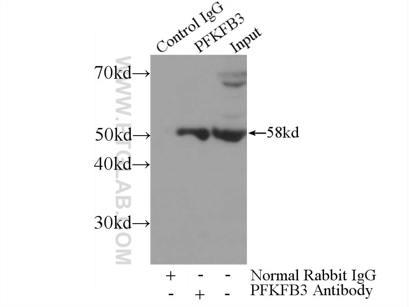 Immunoprecipitation (IP) experiment of HEK-293 cells using PFKFB3 Polyclonal antibody (13763-1-AP)