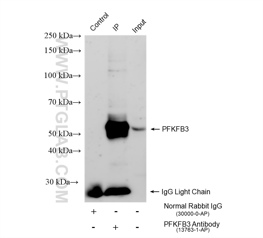 Immunoprecipitation (IP) experiment of mouse spleen tissue using PFKFB3 Polyclonal antibody (13763-1-AP)