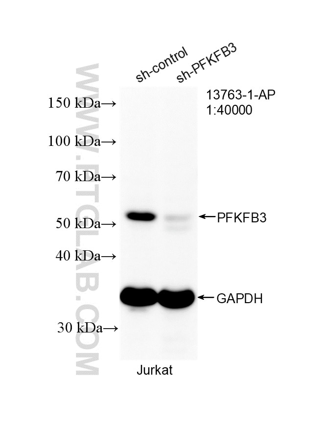 WB analysis of Jurkat using 13763-1-AP Western Blot (WB) analysis of Jurkat cells using PFKFB3 Polyclonal antibody (13763-1-AP)