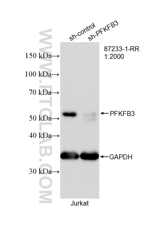Western Blot (WB) analysis of Jurkat cells using PFKFB3 Recombinant monoclonal antibody (87233-1-RR)