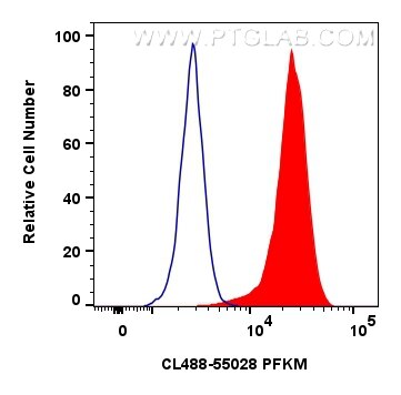 Flow cytometry (FC) experiment of HeLa cells using CoraLite® Plus 488-conjugated PFKM Polyclonal anti (CL488-55028)
