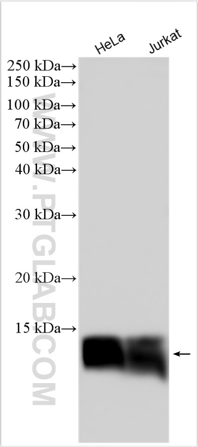 Western Blot (WB) analysis of various lysates using Profilin 1 Polyclonal antibody (11680-1-AP)