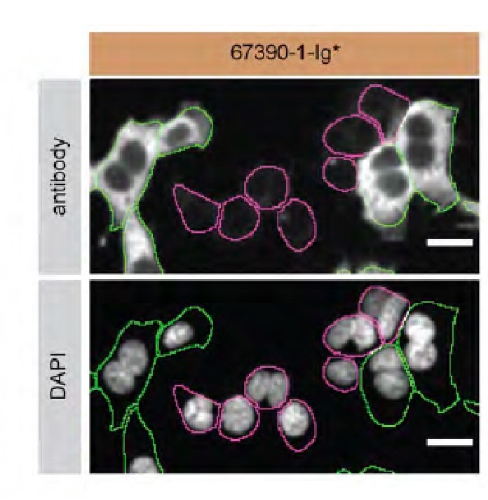 Immunofluorescence (IF) / fluorescent staining of HAP1 using Profilin 1 Monoclonal antibody (67390-1-Ig)