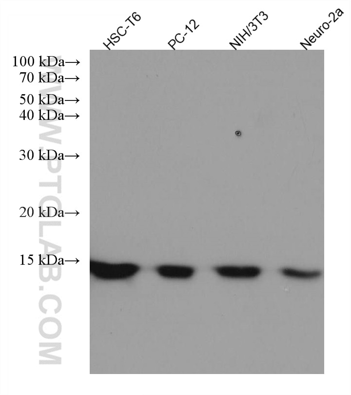 Western Blot (WB) analysis of various lysates using Profilin 1 Monoclonal antibody (67390-1-Ig)