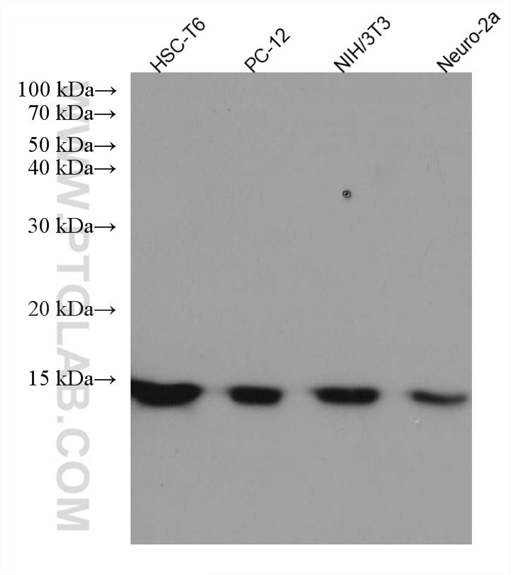 WB analysis using 67390-1-Ig