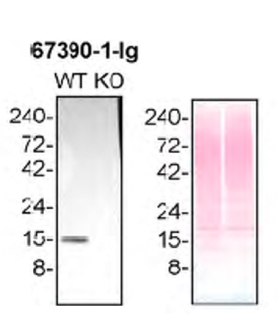 Western Blot (WB) analysis of HAP1 using Profilin 1 Monoclonal antibody (67390-1-Ig)