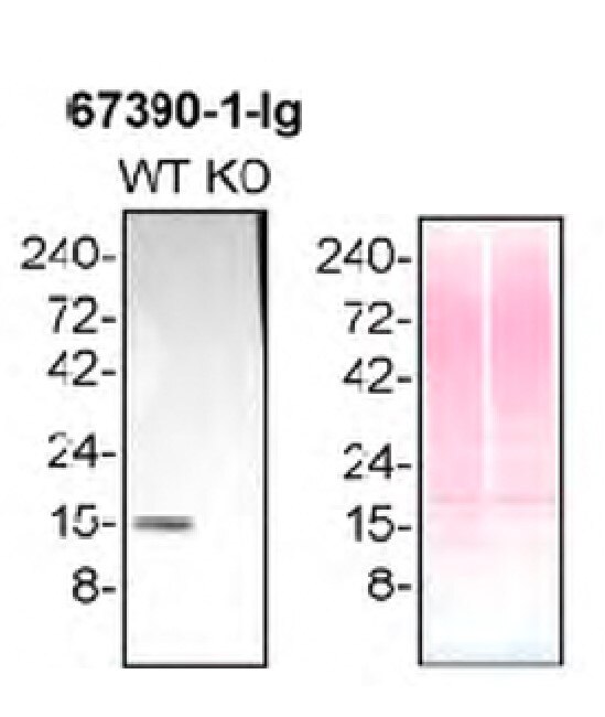 WB analysis of HAP1 using 67390-1-Ig