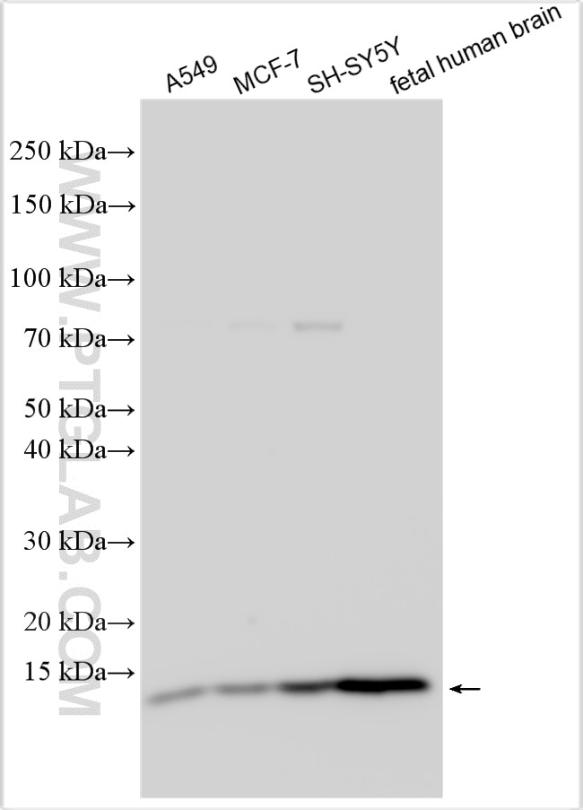 PFN2