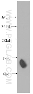 Western Blot (WB) analysis of human brain tissue using PFN2 Monoclonal antibody (60094-1-Ig)