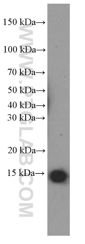 Western Blot (WB) analysis of rat brain tissue using PFN2 Monoclonal antibody (60094-2-Ig)