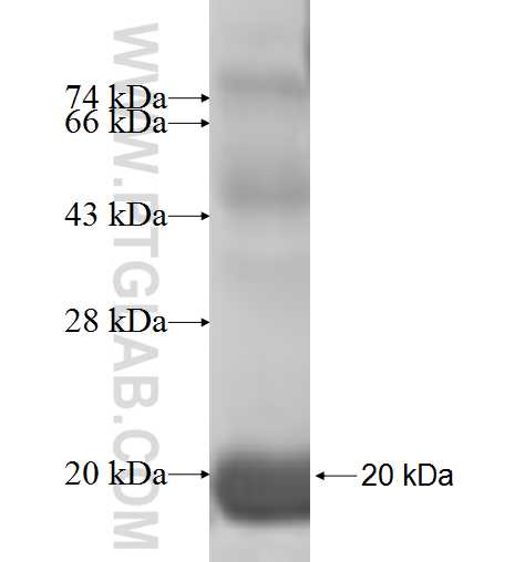PFN2 fusion protein Ag5043 SDS-PAGE