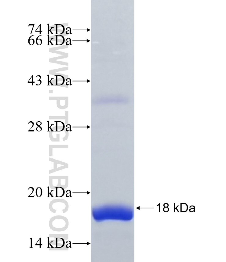 PFN2 fusion protein Ag5043 SDS-PAGE