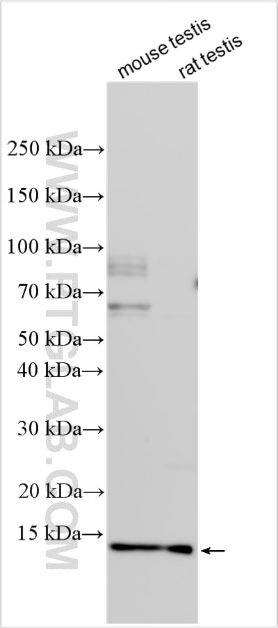 Western Blot (WB) analysis of various lysates using PFN3 Polyclonal antibody (25188-1-AP)