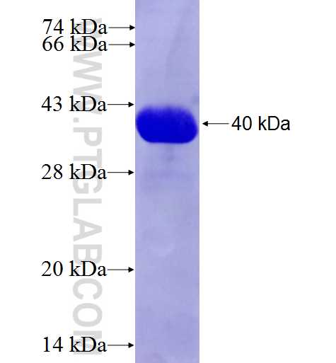 PFN4 fusion protein Ag3538 SDS-PAGE